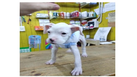 Atención clínica canina