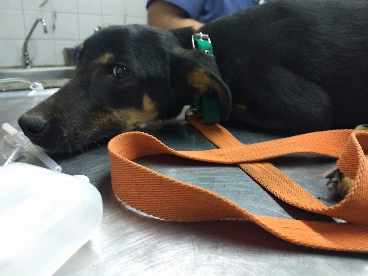 Atención felina amigable